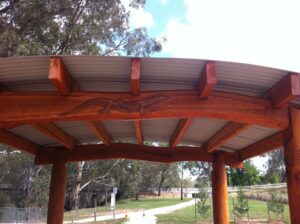 rail trail goanna